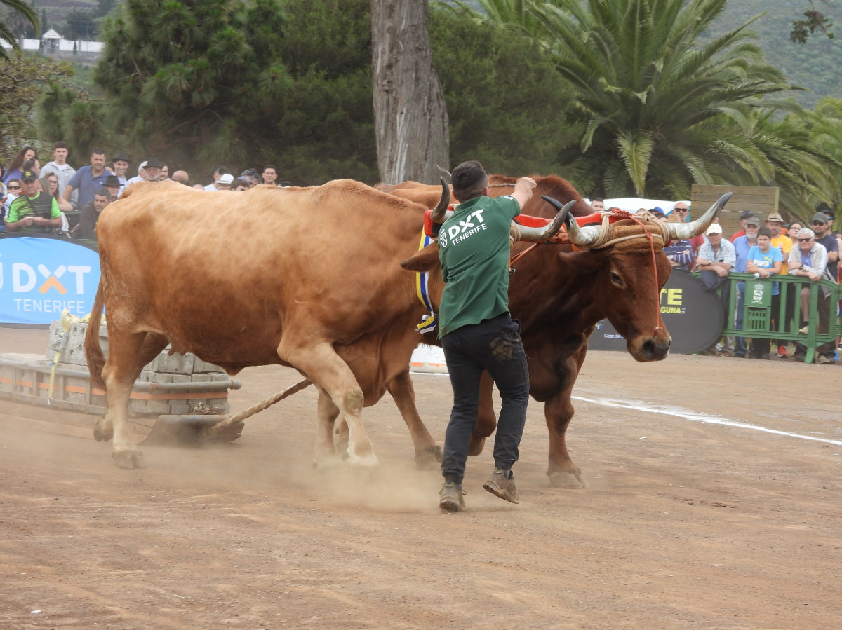 Yunta participando en una prueba de arrastre canario